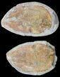 Triassic Fossil Fish (Pteronisculus?) In Nodule - Madagascar #53665-1